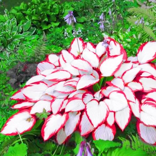 Seltene Hosta Hosta Pflanze,Weihnachtsgeschenke Beste Dekoration Leicht zu züchten Gärten Geschenk bereit-4zwiebeln-d Seltene Hosta Hosta Pflanze,Weihnachtsgeschenke Beste Dekoration Leicht zu züchten Gärten Geschenk bereit-4zwiebeln-d von CSSWAIA
