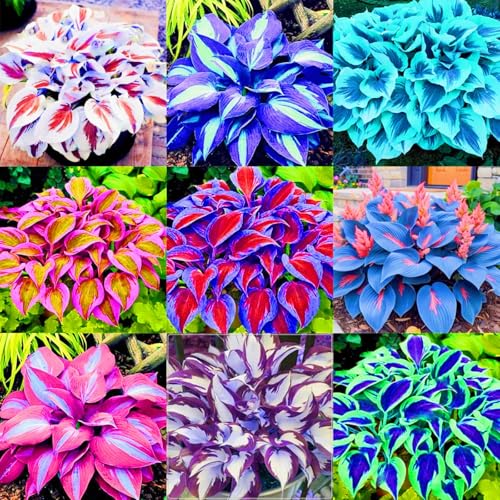 Seltene Hosta Hosta Pflanze,Weihnachtsgeschenke Beste Dekoration Leicht zu züchten Gärten Geschenk bereit-4zwiebeln-f Seltene Hosta Hosta Pflanze,Weihnachtsgeschenke Beste Dekoration Leicht zu züchten Gärten Geschenk bereit-4zwiebeln-f von CSSWAIA