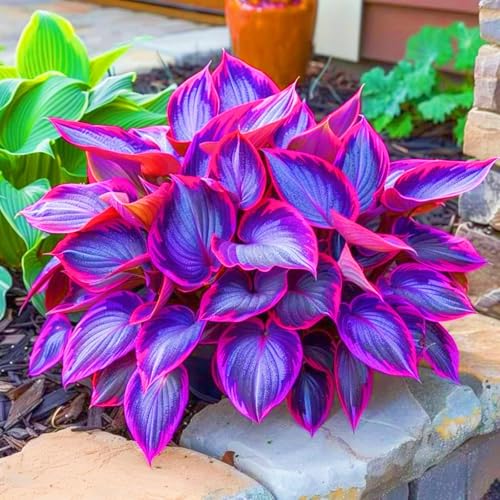Seltene Hosta Hosta Pflanze,Weihnachtsgeschenke Beste Dekoration Leicht zu züchten Gärten Geschenk bereit-4zwiebeln-h Seltene Hosta Hosta Pflanze,Weihnachtsgeschenke Beste Dekoration Leicht zu züchten Gärten Geschenk bereit-4zwiebeln-h von CSSWAIA