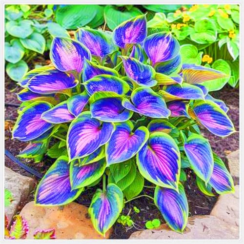 Seltene Hosta Weihnachtsgeschenke Beste Dekoration Hosta Pflanze,Leicht zu züchten Gärten Geschenk bereit-4zwiebeln-d Seltene Hosta Weihnachtsgeschenke Beste Dekoration Hosta Pflanze,Leicht zu züchten Gärten Geschenk bereit-4zwiebeln-d von CSSWAIA