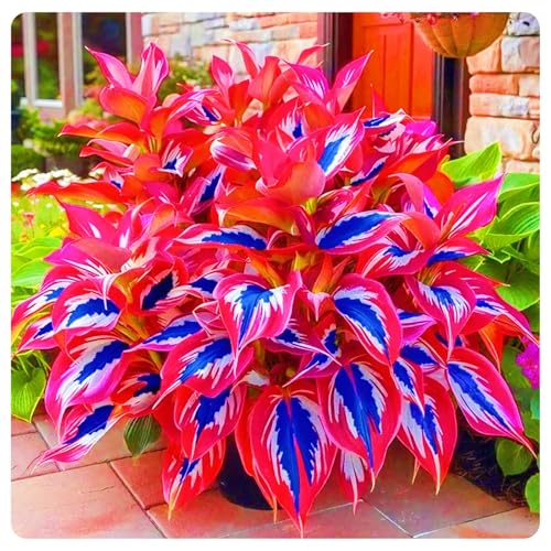 Seltene Hosta Weihnachtsgeschenke Beste Dekoration Hosta Pflanze,Leicht zu züchten Gärten Geschenk bereit-4zwiebeln-h von CSSWAIA