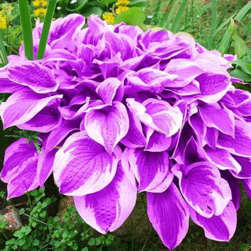 Seltene Hosta Weihnachtsgeschenke Beste Dekoration Hosta Pflanze,Leicht zu züchten Gärten Geschenk bereit-8zwiebeln-b von CSSWAIA