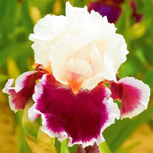 Seltene Iris Beste Dekoration Iris Kaufen Iris Pflanze,Iris Zwiebeln Winterhart,Gärten Geschenk-10zwiebeln-c von CSSWAIA