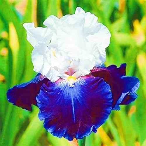 Seltene Iris Beste Dekoration Iris Kaufen Iris Pflanze,Iris Zwiebeln Winterhart,Gärten Geschenk-4zwiebeln-a von CSSWAIA