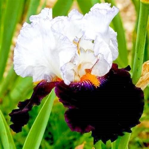 Seltene Iris Beste Dekoration Iris Kaufen Iris Pflanze,Iris Zwiebeln Winterhart,Gärten Geschenk-6zwiebeln-b von CSSWAIA