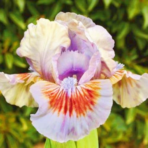 Seltene Iris Beste Dekoration Iris Pflanze,Iris Zwiebeln Winterhart,Iris Kaufen Gärten Geschenk-4zwiebeln-g von CSSWAIA