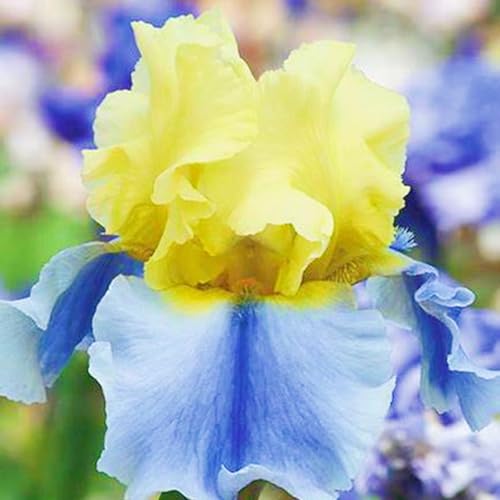 Seltene Iris Beste Dekoration Iris Pflanze,Iris Zwiebeln Winterhart,Iris Kaufen Gärten Geschenk-8zwiebeln-c von CSSWAIA
