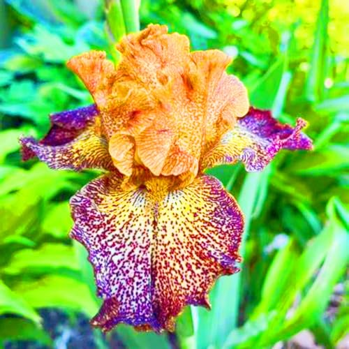 Seltene Iris Iris Pflanze,Iris Zwiebeln Winterhart Iris Kaufen Beste Dekoration Gärten Geschenk-15zwiebeln-e Seltene Iris Iris Pflanze,Iris Zwiebeln Winterhart Iris Kaufen Beste Dekoration Gärten Geschenk-15zwiebeln-e von CSSWAIA