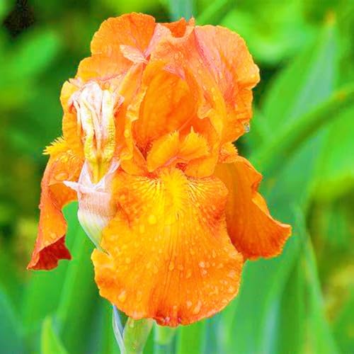 Seltene Iris Iris Pflanze,Iris Zwiebeln Winterhart Iris Kaufen Beste Dekoration Gärten Geschenk-15zwiebeln-h von CSSWAIA