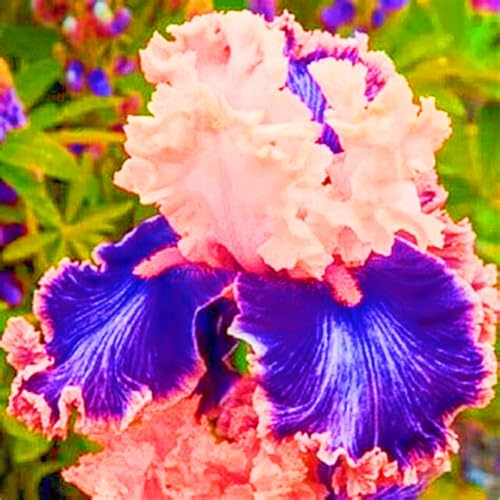 Seltene Iris Iris Pflanze,Iris Zwiebeln Winterhart Iris Kaufen Beste Dekoration Gärten Geschenk-6zwiebeln-g von CSSWAIA