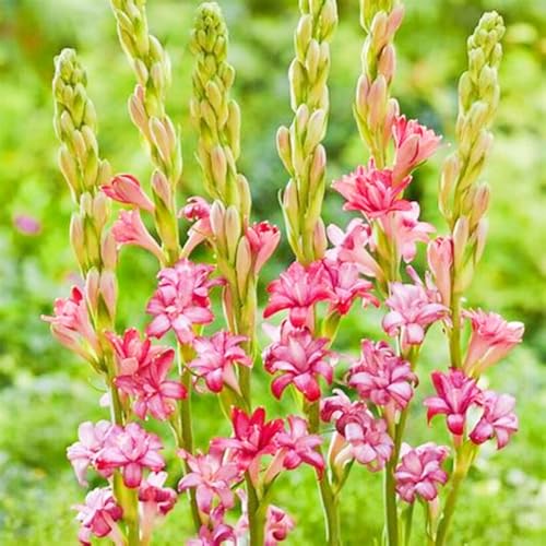 Seltene Tuberose Winterharte mehrjährige Leicht zu züchten Gärten Geschenk bereit-6Zwiebeln-d Seltene Tuberose Winterharte mehrjährige Leicht zu züchten Gärten Geschenk bereit-6Zwiebeln-d von CSSWAIA