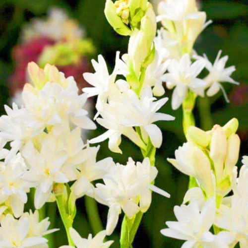 Seltene Tuberose Winterharte mehrjährige Leicht zu züchten Gärten Geschenk bereit-8Zwiebeln-b Seltene Tuberose Winterharte mehrjährige Leicht zu züchten Gärten Geschenk bereit-8Zwiebeln-b von CSSWAIA