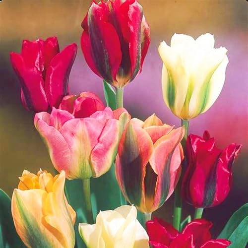 Seltene Tulpen Beste Dekoration Tulpenzwiebeln Winterhart,Tulpen Zwiebeln Leicht zu züchten Gärten Geschenk-25zwiebeln-c von CSSWAIA