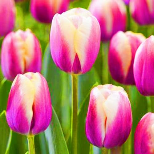 Seltene Tulpen Winterharte mehrjährige Leicht zu züchten Gärten Geschenk bereit-20zwiebeln-f Seltene Tulpen Winterharte mehrjährige Leicht zu züchten Gärten Geschenk bereit-20zwiebeln-f von CSSWAIA