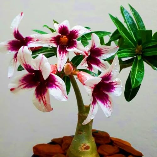 Seltene Wüstenrose WüStenrose Pflanze,WüStenrosenknolle Winterhart,Wüstenrose pflanze kaufen Gärten Geschenk bereit-2knolle-b Seltene Wüstenrose WüStenrose Pflanze,WüStenrosenknolle Winterhart,Wüstenrose pflanze kaufen Gärten Geschenk bereit-2knolle-b von CSSWAIA