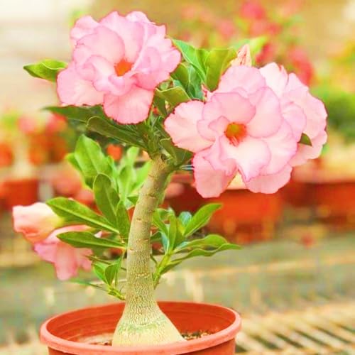 Seltene Wüstenrose WüStenrose Pflanze,WüStenrosenknolle Winterhart,Wüstenrose pflanze kaufen Gärten Geschenk bereit-5knolle-f Seltene Wüstenrose WüStenrose Pflanze,WüStenrosenknolle Winterhart,Wüstenrose pflanze kaufen Gärten Geschenk bereit-5knolle-f von CSSWAIA