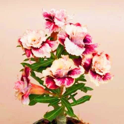 Seltene Wüstenrose WüStenrose Pflanze,WüStenrosenknolle Winterhart Mehrjährig,Gärten Geschenk bereit-2knolle-h Seltene Wüstenrose WüStenrose Pflanze,WüStenrosenknolle Winterhart Mehrjährig,Gärten Geschenk bereit-2knolle-h von CSSWAIA