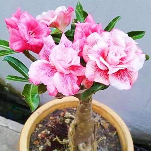 Seltene Wüstenrose Wüstenrose pflanze kaufen WüStenrosenknolle Winterhart Mehrjährig,WüStenrose Pflanze,Gärten Geschenk bereit-4knolle-e Seltene Wüstenrose Wüstenrose pflanze kaufen WüStenrosenknolle Winterhart Mehrjährig,WüStenrose Pflanze,Gärten Geschenk bereit-4knolle-e von CSSWAIA