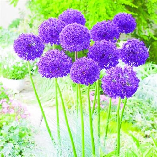 Seltener Allium Allium Giganteum Rhizome Allium Rhizome Winterhart,Leicht zu züchten Gärten Geschenk bereit Landschaftsbau-10zwiebeln-c Seltener Allium Allium Giganteum Rhizome Allium Rhizome Winterhart,Leicht zu züchten Gärten Geschenk bereit Landschaftsbau-10zwiebeln-c von CSSWAIA