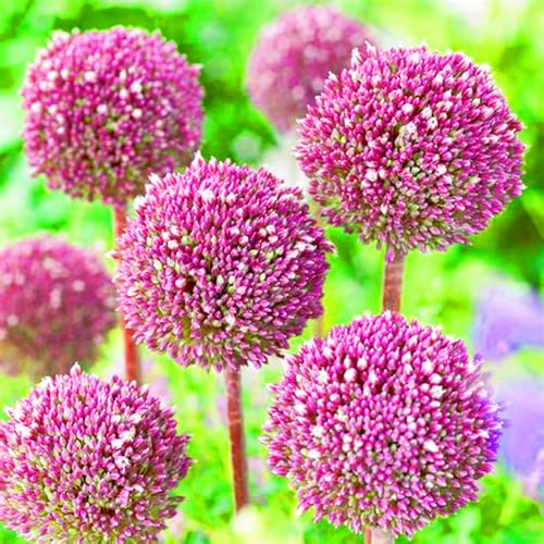 Seltener Allium Allium Giganteum Rhizome Allium Rhizome Winterhart,Leicht zu züchten Gärten Geschenk bereit Landschaftsbau-15zwiebeln-h Seltener Allium Allium Giganteum Rhizome Allium Rhizome Winterhart,Leicht zu züchten Gärten Geschenk bereit Landschaftsbau-15zwiebeln-h von CSSWAIA