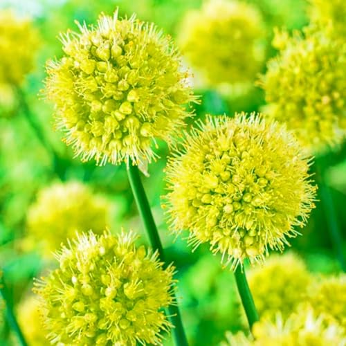 Seltener Allium Allium Giganteum Zwiebeln Allium Zwiebeln Winterhart,Leicht zu züchten Gärten Geschenk bereit Landschaftsbau-5zwiebeln-f Seltener Allium Allium Giganteum Zwiebeln Allium Zwiebeln Winterhart,Leicht zu züchten Gärten Geschenk bereit Landschaftsbau-5zwiebeln-f von CSSWAIA