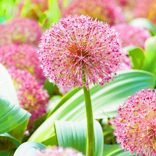 Seltener Allium Allium Rhizome Winterhart,Allium Giganteum Rhizome Leicht zu züchten Gärten Geschenk bereit-10zwiebeln-a Seltener Allium Allium Rhizome Winterhart,Allium Giganteum Rhizome Leicht zu züchten Gärten Geschenk bereit-10zwiebeln-a von CSSWAIA