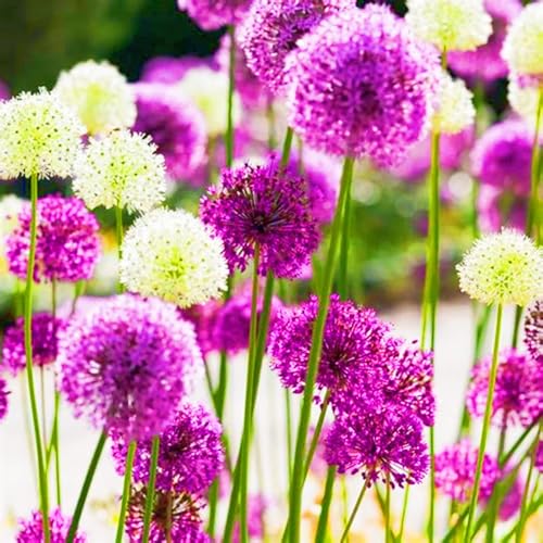 Seltener Allium Allium Rhizome Winterhart,Allium Giganteum Rhizome Leicht zu züchten Gärten Geschenk bereit-10zwiebeln-c Seltener Allium Allium Rhizome Winterhart,Allium Giganteum Rhizome Leicht zu züchten Gärten Geschenk bereit-10zwiebeln-c von CSSWAIA