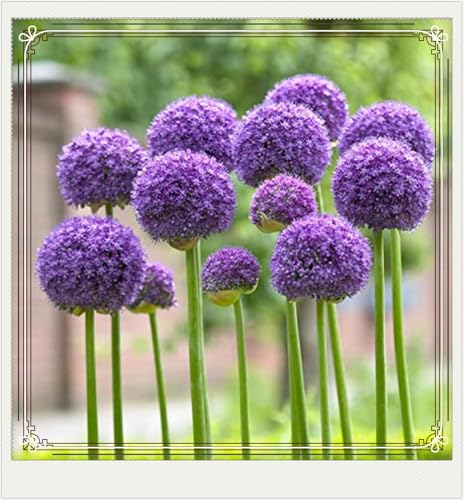 Seltener Allium Allium Rhizome Winterhart,Allium Giganteum Rhizome Leicht zu züchten Gärten Geschenk bereit-10zwiebeln-f Seltener Allium Allium Rhizome Winterhart,Allium Giganteum Rhizome Leicht zu züchten Gärten Geschenk bereit-10zwiebeln-f von CSSWAIA