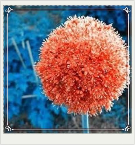 Seltener Allium Allium Rhizome Winterhart,Allium Giganteum Rhizome Leicht zu züchten Gärten Geschenk bereit-10zwiebeln-h Seltener Allium Allium Rhizome Winterhart,Allium Giganteum Rhizome Leicht zu züchten Gärten Geschenk bereit-10zwiebeln-h von CSSWAIA
