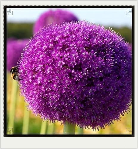 Seltener Allium Allium Rhizome Winterhart,Allium Giganteum Rhizome Leicht zu züchten Gärten Geschenk bereit-15zwiebeln-e Seltener Allium Allium Rhizome Winterhart,Allium Giganteum Rhizome Leicht zu züchten Gärten Geschenk bereit-15zwiebeln-e von CSSWAIA