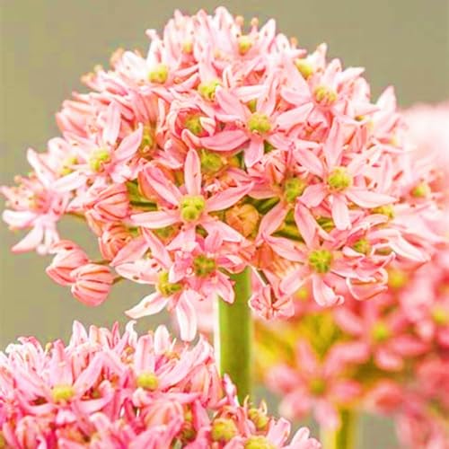 Seltener Allium Allium Rhizome Winterhart,Allium Giganteum Rhizome Leicht zu züchten Gärten Geschenk bereit-8zwiebeln-b Seltener Allium Allium Rhizome Winterhart,Allium Giganteum Rhizome Leicht zu züchten Gärten Geschenk bereit-8zwiebeln-b von CSSWAIA