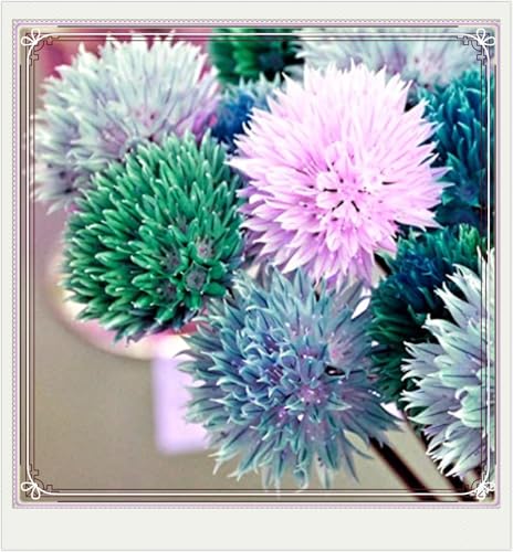 Seltener Allium Allium Rhizome Winterhart,Allium Giganteum Rhizome Leicht zu züchten Gärten Geschenk bereit-8zwiebeln-d von CSSWAIA