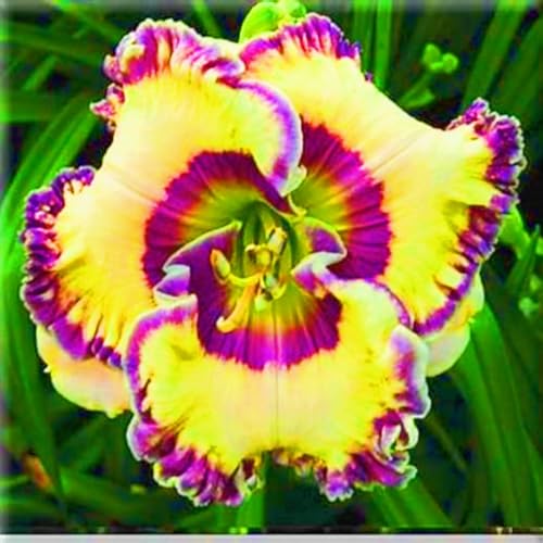 Taglilien Rhizome,Taglilien Rhizome Winterhart,Taglilien Pflanzen Seltene Taglilie Gärten Geschenk bereit-10zwiebeln-d Taglilien Rhizome,Taglilien Rhizome Winterhart,Taglilien Pflanzen Seltene Taglilie Gärten Geschenk bereit-10zwiebeln-d von CSSWAIA