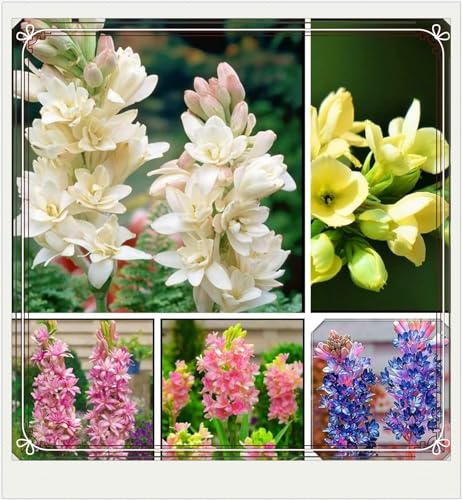 Tuberose Rhizome Winterhart,Tuberose Pflanze,Tuberose Zwiebeln zu verkaufen,Gärten Geschenk bereit,Professionelle Bepflanzung-4Zwiebeln-c Tuberose Rhizome Winterhart,Tuberose Pflanze,Tuberose Zwiebeln zu verkaufen,Gärten Geschenk bereit,Professionelle Bepflanzung-4Zwiebeln-c von CSSWAIA