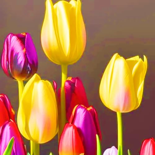 Tulpen Zwiebeln Seltene Tulpen Tulpenzwiebeln Winterhart,Beste Dekoration Leicht zu züchten Gärten Geschenk-5zwiebeln-d Tulpen Zwiebeln Seltene Tulpen Tulpenzwiebeln Winterhart,Beste Dekoration Leicht zu züchten Gärten Geschenk-5zwiebeln-d von CSSWAIA