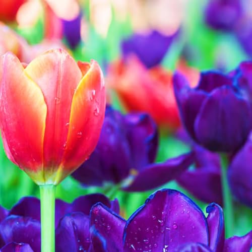 Tulpen Zwiebeln Tulpenzwiebeln Winterhart,Beste Dekoration Seltene Tulpen Leicht zu züchten Gärten Geschenk-10zwiebeln-b von CSSWAIA