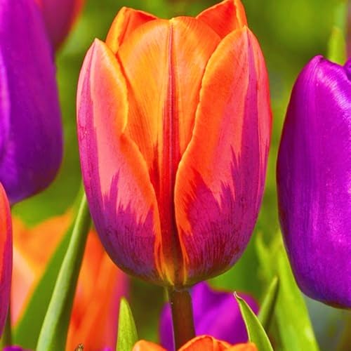 Tulpen Zwiebeln Tulpenzwiebeln Winterhart,Beste Dekoration Seltene Tulpen Leicht zu züchten Gärten Geschenk-20zwiebeln-a von CSSWAIA