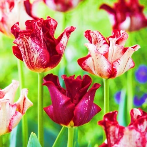 Tulpen Zwiebeln Tulpenzwiebeln Winterhart,Beste Dekoration Seltene Tulpen Leicht zu züchten Gärten Geschenk-5zwiebeln-d von CSSWAIA