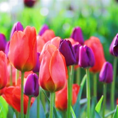Tulpen Zwiebeln Tulpenzwiebeln Winterhart,Seltene Tulpen Beste Dekoration Leicht zu züchten Gärten Geschenk-20zwiebeln-c Tulpen Zwiebeln Tulpenzwiebeln Winterhart,Seltene Tulpen Beste Dekoration Leicht zu züchten Gärten Geschenk-20zwiebeln-c von CSSWAIA