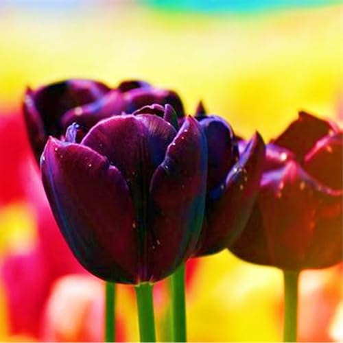 Tulpen Zwiebeln Tulpenzwiebeln Winterhart,Seltene Tulpen Beste Dekoration Leicht zu züchten Gärten Geschenk-25zwiebeln-b von CSSWAIA