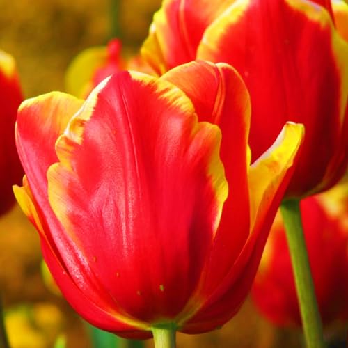 TulpenRhizome Winterhart,Tulpen Rhizome Seltene Tulpen Beste Dekoration Leicht zu züchten Gärten Geschenk-10zwiebeln-a TulpenRhizome Winterhart,Tulpen Rhizome Seltene Tulpen Beste Dekoration Leicht zu züchten Gärten Geschenk-10zwiebeln-a von CSSWAIA