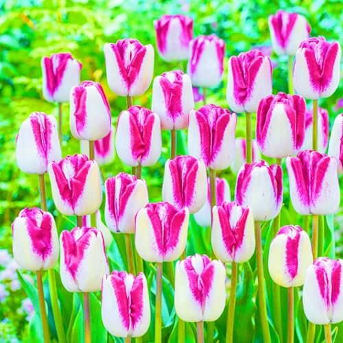 TulpenRhizome Winterhart,Tulpen Rhizome Seltene Tulpen Beste Dekoration Leicht zu züchten Gärten Geschenk-20zwiebeln-c TulpenRhizome Winterhart,Tulpen Rhizome Seltene Tulpen Beste Dekoration Leicht zu züchten Gärten Geschenk-20zwiebeln-c von CSSWAIA