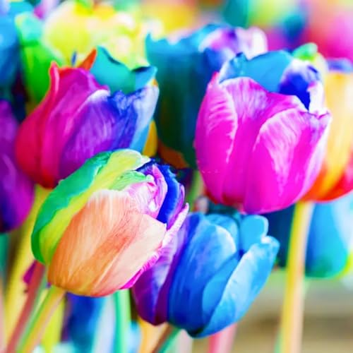 TulpenRhizome Winterhart,Tulpen Rhizome Seltene Tulpen Leicht zu züchten Gärten Geschenk-10zwiebeln-h TulpenRhizome Winterhart,Tulpen Rhizome Seltene Tulpen Leicht zu züchten Gärten Geschenk-10zwiebeln-h von CSSWAIA