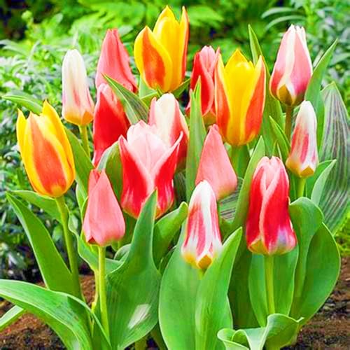 TulpenRhizome Winterhart,Tulpen Rhizome Seltene Tulpen Leicht zu züchten Gärten Geschenk-15zwiebeln-b TulpenRhizome Winterhart,Tulpen Rhizome Seltene Tulpen Leicht zu züchten Gärten Geschenk-15zwiebeln-b von CSSWAIA
