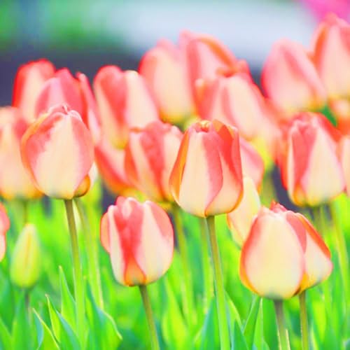 TulpenRhizome Winterhart,Tulpen Rhizome Seltene Tulpen Leicht zu züchten Gärten Geschenk-15zwiebeln-c TulpenRhizome Winterhart,Tulpen Rhizome Seltene Tulpen Leicht zu züchten Gärten Geschenk-15zwiebeln-c von CSSWAIA