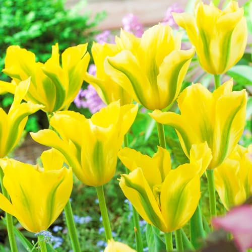 TulpenRhizome Winterhart,Tulpen Rhizome Seltene Tulpen Leicht zu züchten Gärten Geschenk-15zwiebeln-d TulpenRhizome Winterhart,Tulpen Rhizome Seltene Tulpen Leicht zu züchten Gärten Geschenk-15zwiebeln-d von CSSWAIA