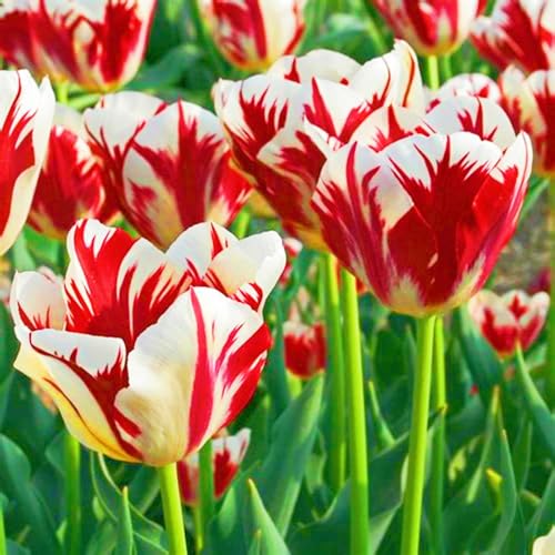 TulpenRhizome Winterhart,Tulpen Rhizome Seltene Tulpen Leicht zu züchten Gärten Geschenk-15zwiebeln-e TulpenRhizome Winterhart,Tulpen Rhizome Seltene Tulpen Leicht zu züchten Gärten Geschenk-15zwiebeln-e von CSSWAIA