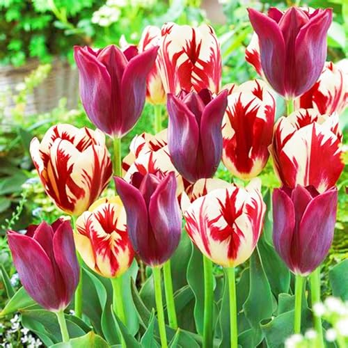 Tulpenzwiebeln Winterhart,Seltene Tulpen Tulpen Zwiebeln Beste Dekoration Leicht zu züchten Gärten Geschenk-15zwiebeln-e Tulpenzwiebeln Winterhart,Seltene Tulpen Tulpen Zwiebeln Beste Dekoration Leicht zu züchten Gärten Geschenk-15zwiebeln-e von CSSWAIA