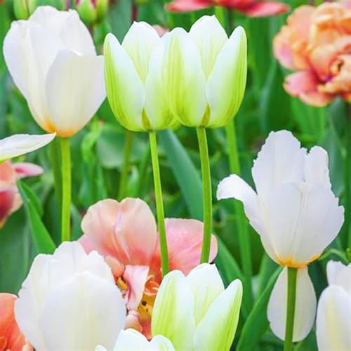 Tulpenzwiebeln Winterhart,Seltene Tulpen Tulpen Zwiebeln Beste Dekoration Leicht zu züchten Gärten Geschenk-25zwiebeln-b Tulpenzwiebeln Winterhart,Seltene Tulpen Tulpen Zwiebeln Beste Dekoration Leicht zu züchten Gärten Geschenk-25zwiebeln-b von CSSWAIA