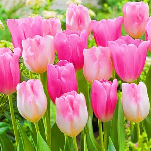 Tulpenzwiebeln Winterhart,Seltene Tulpen Tulpen Zwiebeln Beste Dekoration Leicht zu züchten Gärten Geschenk-5zwiebeln-c Tulpenzwiebeln Winterhart,Seltene Tulpen Tulpen Zwiebeln Beste Dekoration Leicht zu züchten Gärten Geschenk-5zwiebeln-c von CSSWAIA